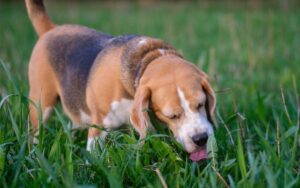 un perro olfateando y mordisqueando hierba durante un paseo.
