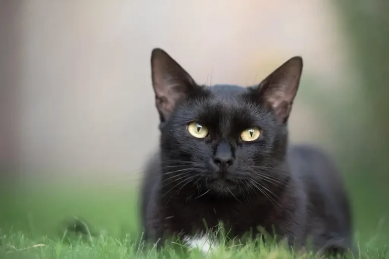 Después de todo, los gatos negros no necesitan poderes sobrenaturales para conquistar a quienes comparten su vida con ellos.