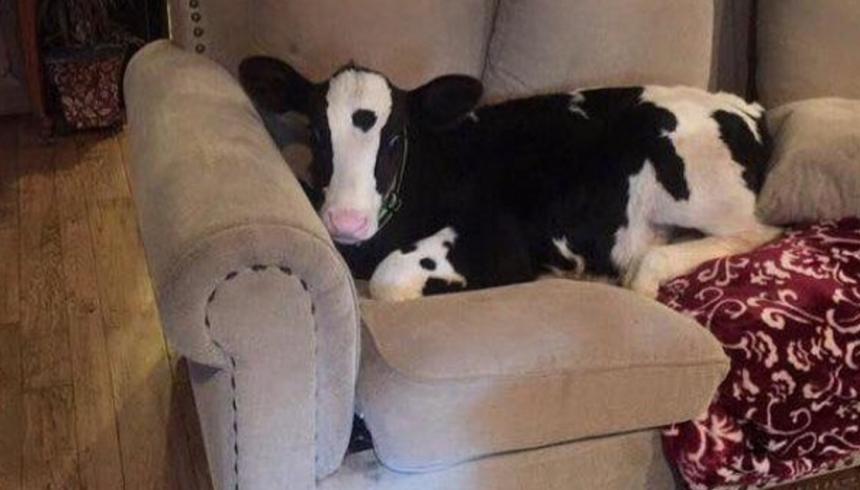 De animales de granja a protagonistas virales: las vacas demuestran que el carisma no tiene especie