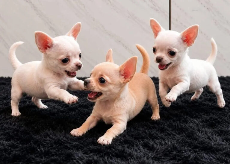 Chihuahua de pelo corto con orejas erguidas y expresión alerta.