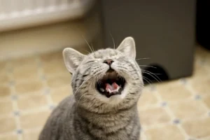 Quizá tu gato no pueda hablar tu idioma, pero eso no significa que no tenga mucho que decirte.
