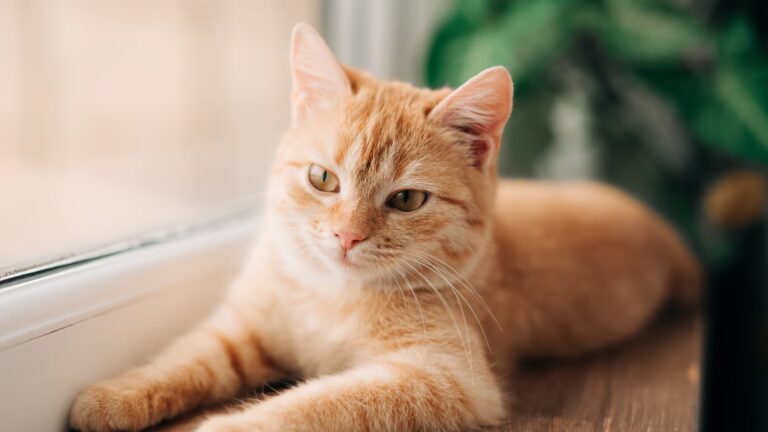 Gato naranja atigrado, protagonista de las teorías virales sobre el comportamiento de los felinos.