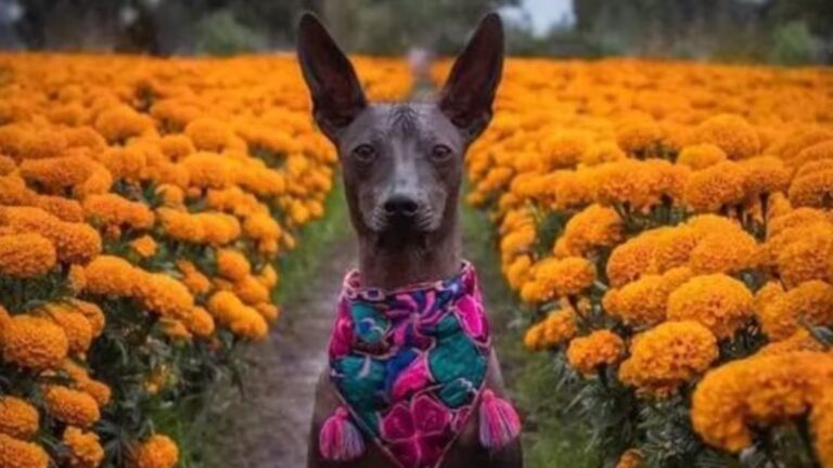 El xoloitzcuintle es mucho más que un perro mexicano sin pelo. Descubre la leyenda prehispánica que lo convirtió en el guardián de las almas y su relación con el Día de Muertos.