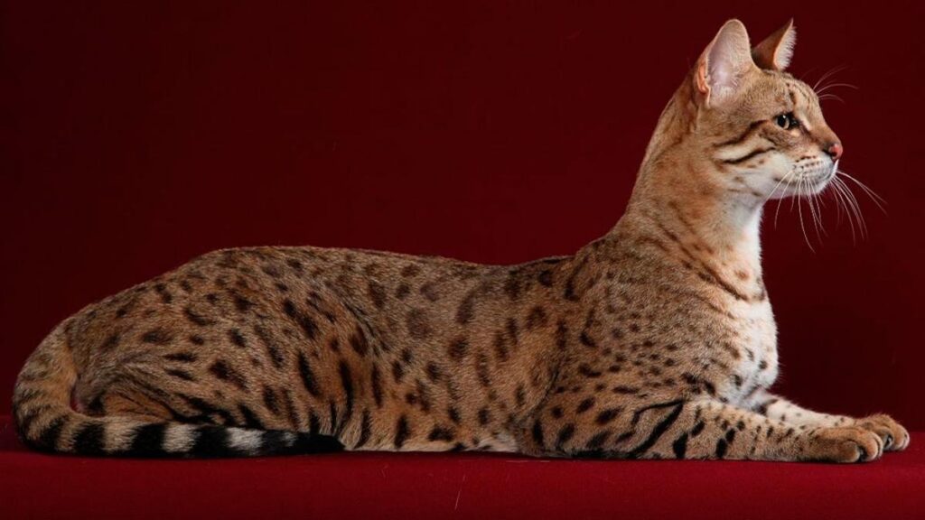 Un gato Savannah de pelaje moteado, orejas grandes y cuerpo estilizado, fotografiado en un ambiente natural. Evitar presentarlo como un Ashera auténtico.