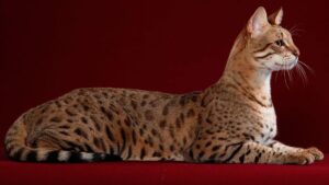 Un gato Savannah de pelaje moteado, orejas grandes y cuerpo estilizado, fotografiado en un ambiente natural. Evitar presentarlo como un Ashera auténtico.