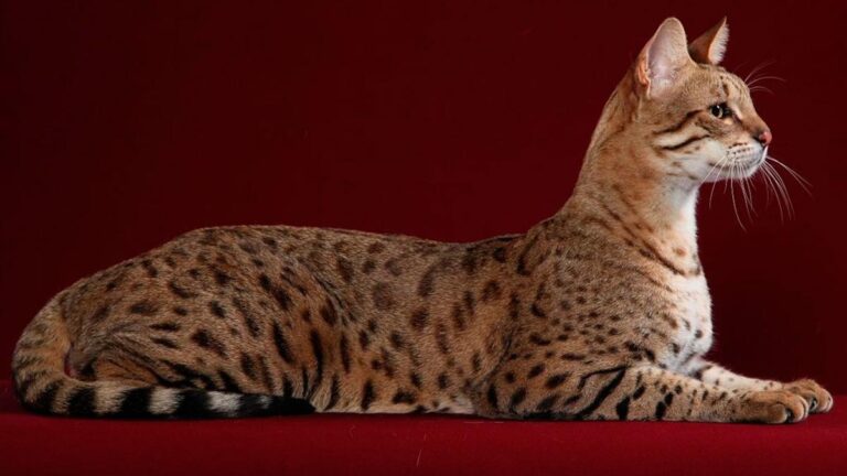 Un gato Savannah de pelaje moteado, orejas grandes y cuerpo estilizado, fotografiado en un ambiente natural. Evitar presentarlo como un Ashera auténtico.