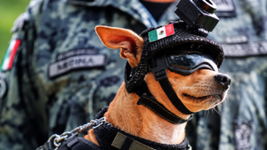 Perrito Chihuahua con casco táctico, bandera de México y lentes oscuros