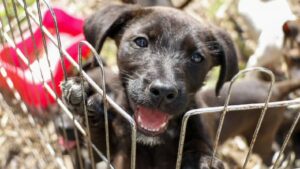 Perro rescatado recibe caricias de su nueva familia en un hogar.