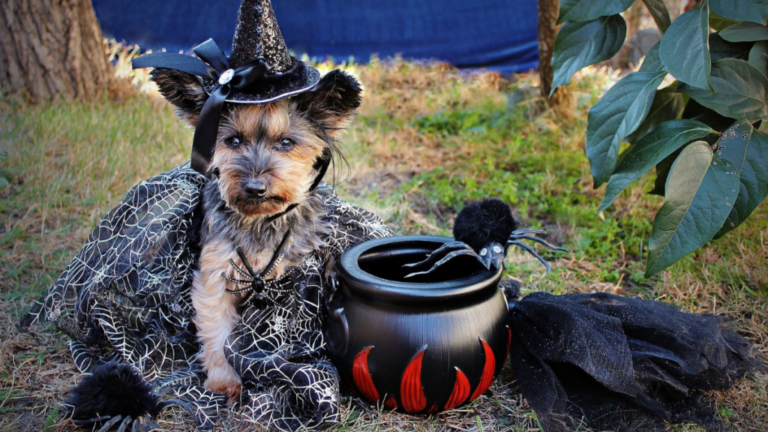 Un perro y un gato con accesorios ligeros de Halloween, rodeados de calabazas decorativas, en una fotografía luminosa y natural.