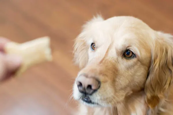 Un perro frente a varios premios para mascotas, con algunos masticables duros y huesos al fondo, en una composición editorial educativa.