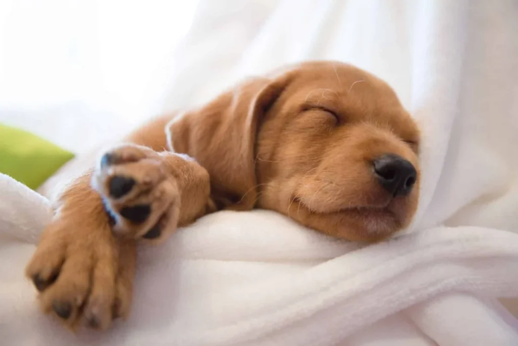 Un perro profundamente dormido sobre una cama acogedora, con sus patas ligeramente recogidas y expresión relajada.