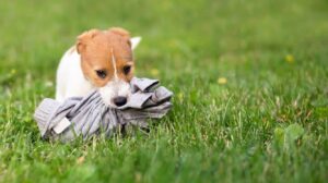 Fotografía divertida y espontánea de un perro con un calcetín en el hocico junto a un cesto de ropa, con estética editorial natural.