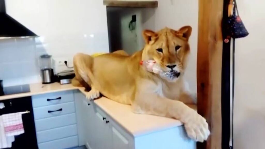 Tener tigres o leones en casa implica riesgos y restricciones legales. Conoce qué dice la legislación mexicana sobre la fauna silvestre.