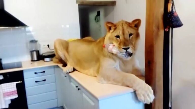 Tener tigres o leones en casa implica riesgos y restricciones legales. Conoce qué dice la legislación mexicana sobre la fauna silvestre.