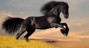 Los caballos son capaces de reconocer señales humanas, responder a nuestras emociones y construir relaciones de confianza que van mucho más allá de la monta.