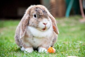 Conejos felices: 5 señales para reconocer su bienestar