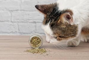Un gato olfateando hierba gatera junto a un juguete, con una fotografía natural y luminosa.