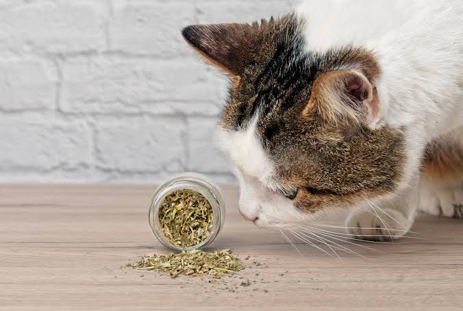 Un gato olfateando hierba gatera junto a un juguete, con una fotografía natural y luminosa.