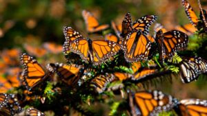 Mariposas monarca agrupadas sobre ramas de oyamel en un bosque de Michoacán.