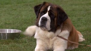 Las mascotas del cine han conseguido algo que pocos personajes logran: permanecer en la memoria de distintas generaciones.