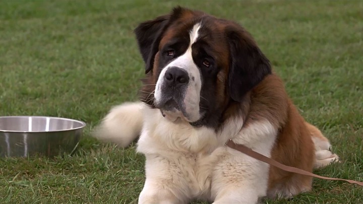 Las mascotas del cine han conseguido algo que pocos personajes logran: permanecer en la memoria de distintas generaciones.