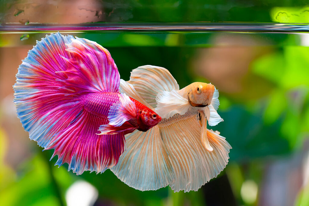 Peces tropicales nadando en un acuario con plantas acuáticas.