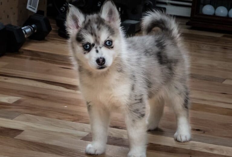 Un Pomsky adulto de pelaje abundante y ojos llamativos, fotografiado en un parque con luz natural.