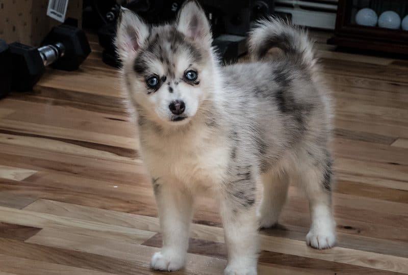 Un Pomsky adulto de pelaje abundante y ojos llamativos, fotografiado en un parque con luz natural.