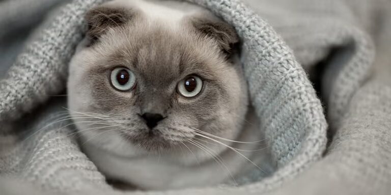 Gato doméstico escondido debajo de una cama, comportamiento que puede presentarse ante enfermedad o estrés.