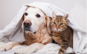 Perro y gato junto a sus alimentos en un hogar francés que enfrenta el aumento del costo de vida.
