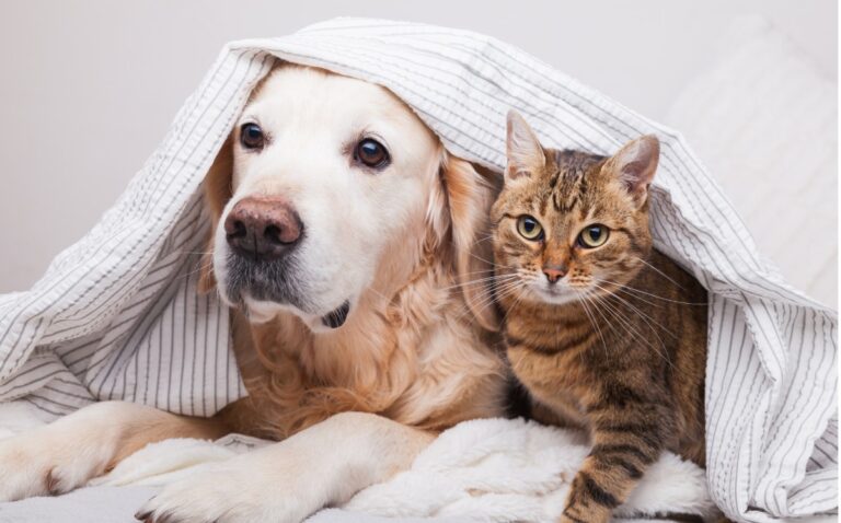 Perro y gato junto a sus alimentos en un hogar francés que enfrenta el aumento del costo de vida.
